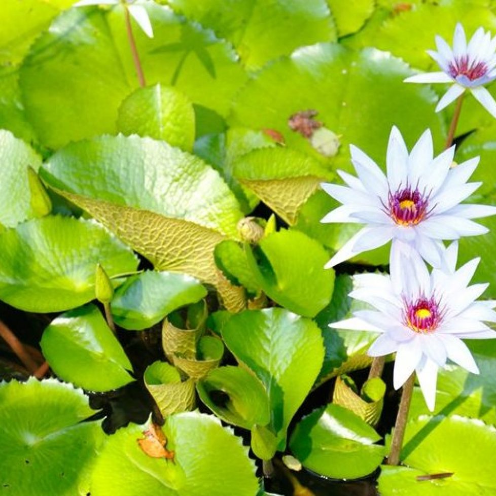 lily-pads